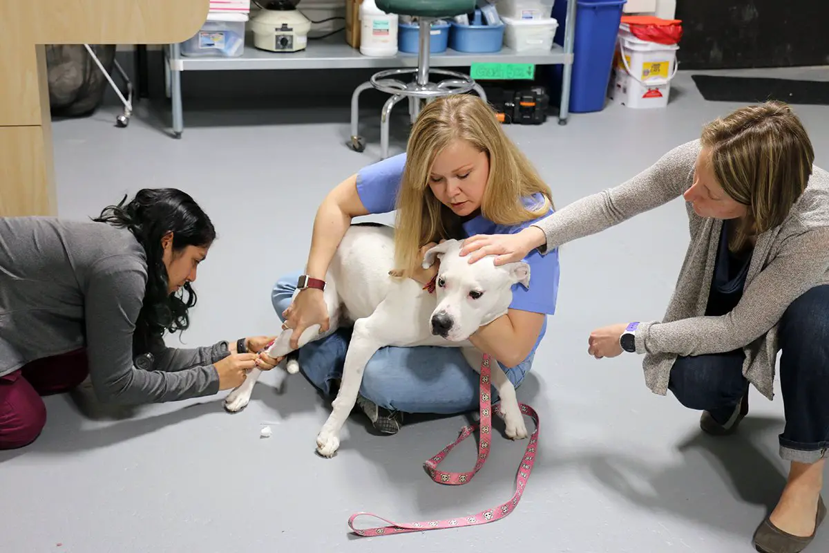 Growth Continues for Veterinary Clinic Supporting Homeless ...